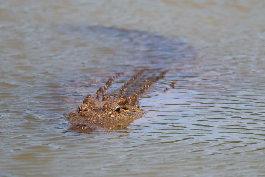 Full-Day Addo Park & Schotia Game Reserve (Open 4x4 vehicle) - Practical preparation for the vehicle