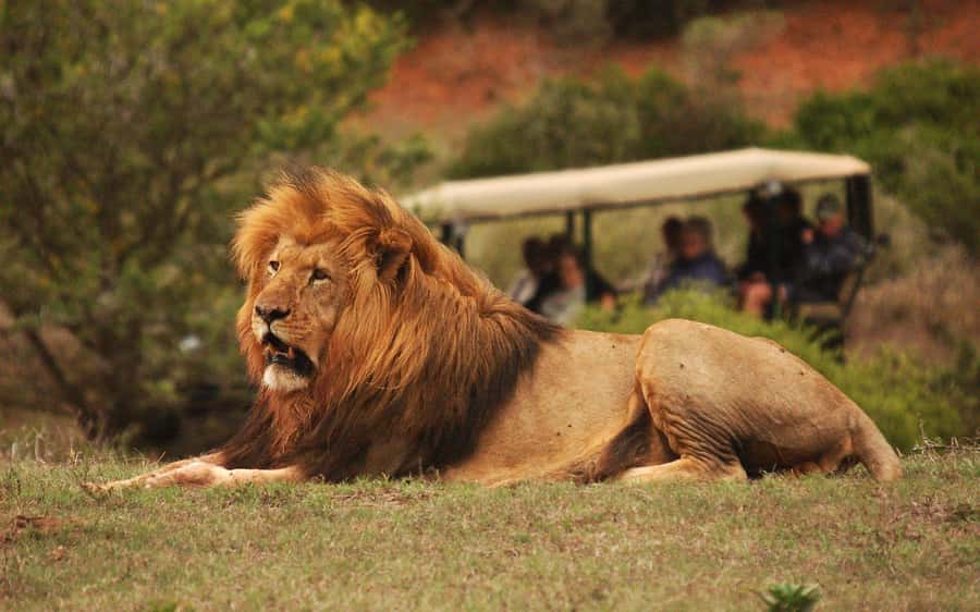 Full-Day Addo Park & Schotia Game Reserve (Open 4x4 vehicle) - The morning pickup from Port Elizabeth, Colchester, or Addo