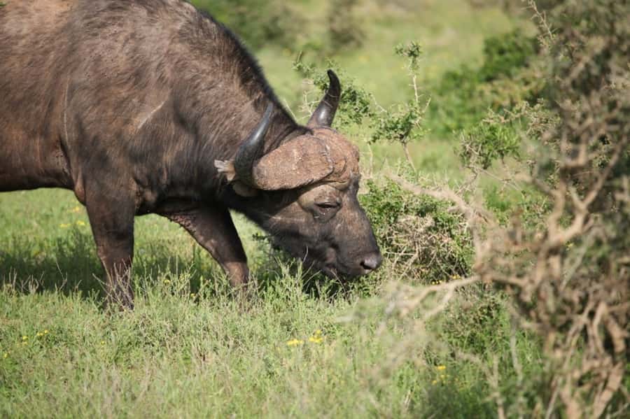 Full-Day All Inclusive Safari with Traditional Braai Lunch - What the $186 price includes