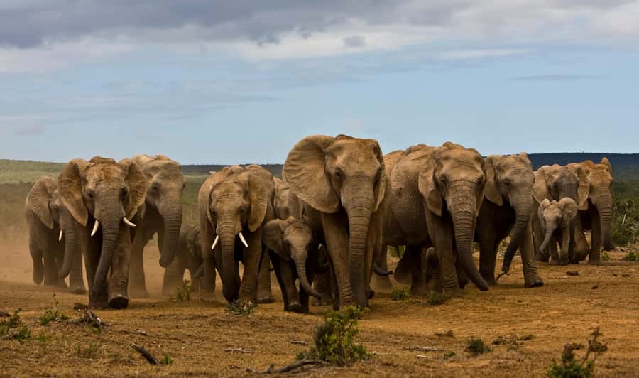 Full-Day All Inclusive Safari with Traditional Braai Lunch - The morning drive: antelope, zebra, and the first big sightings