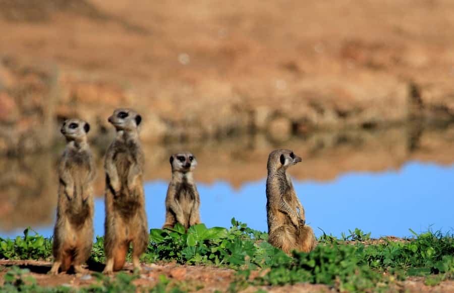 Full-Day All Inclusive Safari with Traditional Braai Lunch - A proper braai inside the park