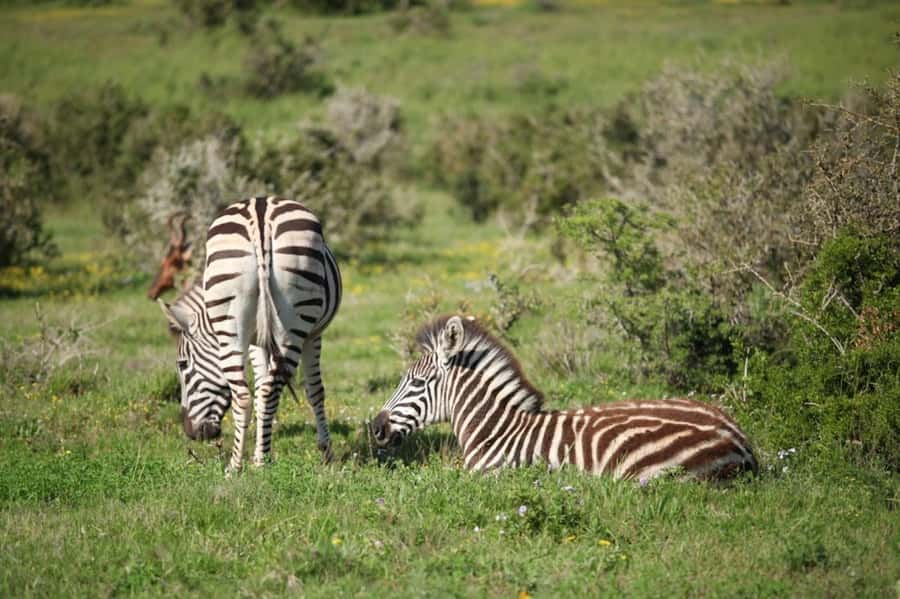 Full-Day All Inclusive Safari with Traditional Braai Lunch - The guide makes the difference