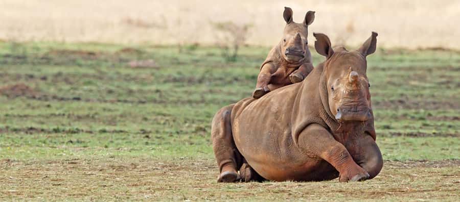 Full Day Aquila Safari (German) - A Cape Town Safari Without Changing Hotels