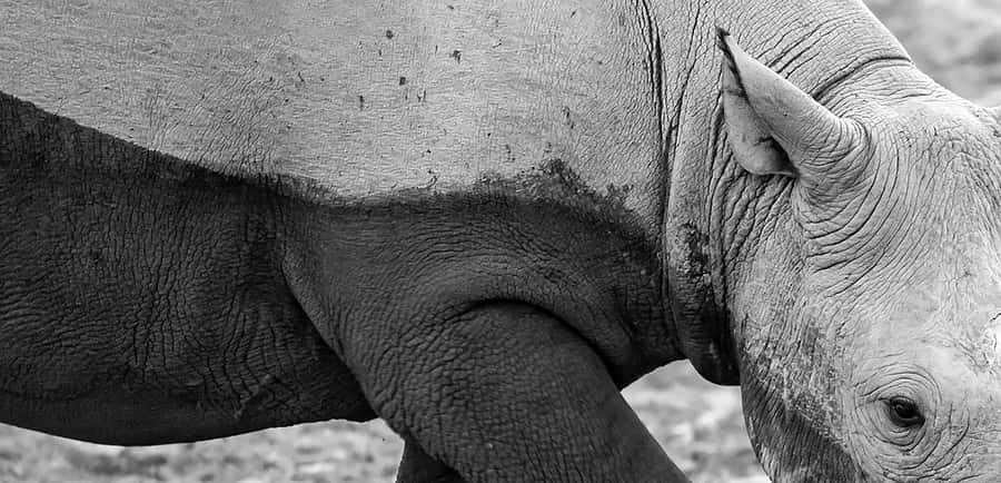 Full Day Aquila Safari (German) - What the Wildlife Experience Really Offers