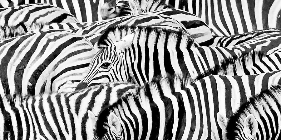 Full Day Aquila Safari (German) - The Return Journey and Possible Wine Stop