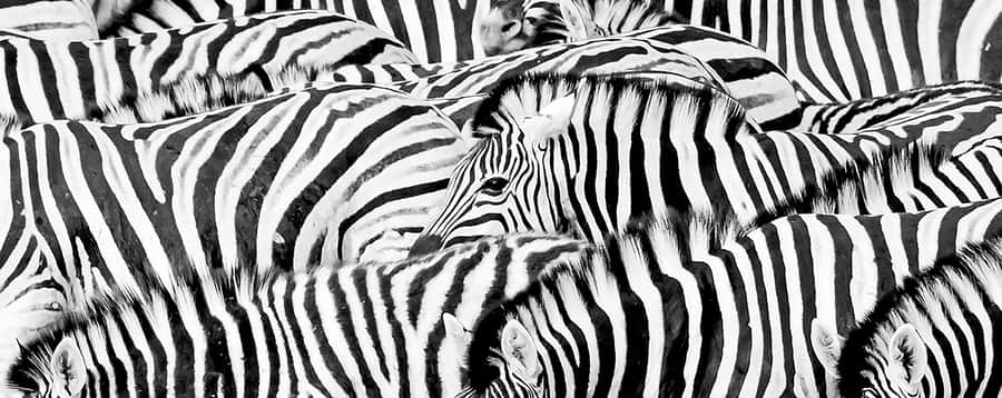 Full Day Aquila Safari (German) - The 2 to 3 Hour Big 5 Game Drive