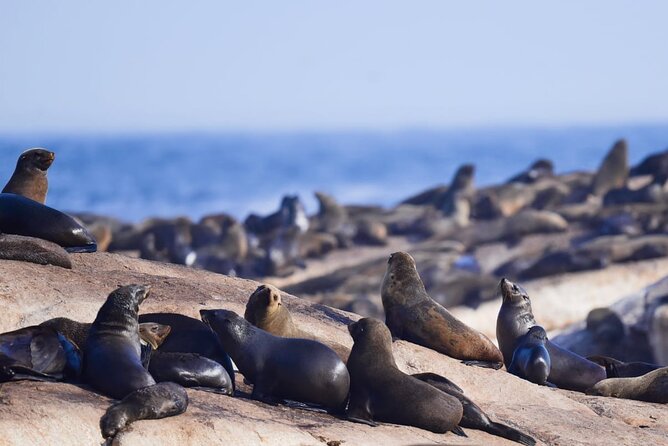 FULL Day Cape of Good Hope and Boulders Penguin Colony - The ostrich stop is brief but fun
