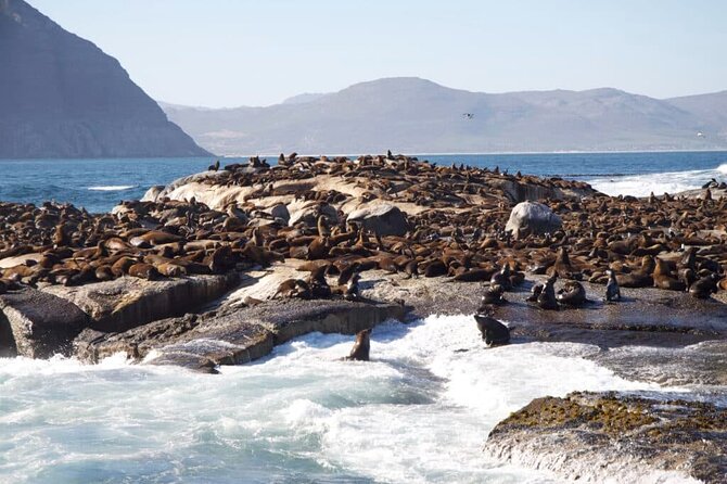 Full Day Cape Peninsula Tour - The False Bay return route is more than a drive back