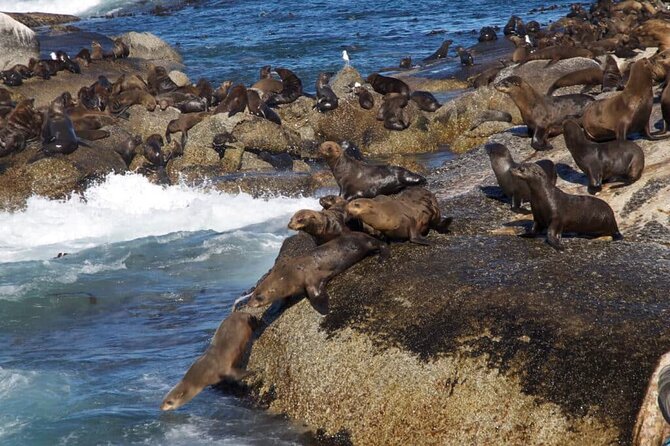 Full Day Cape Peninsula Tour - What the small vehicle changes