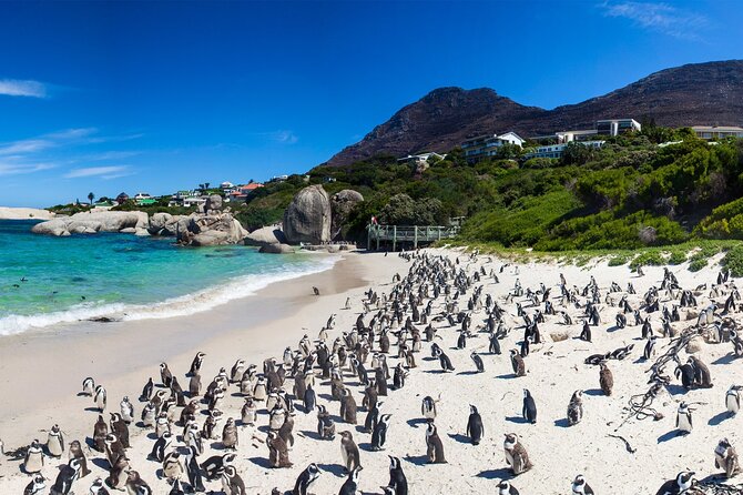 Full Day Cape Peninsula Tour - Who should book this Cape Peninsula day