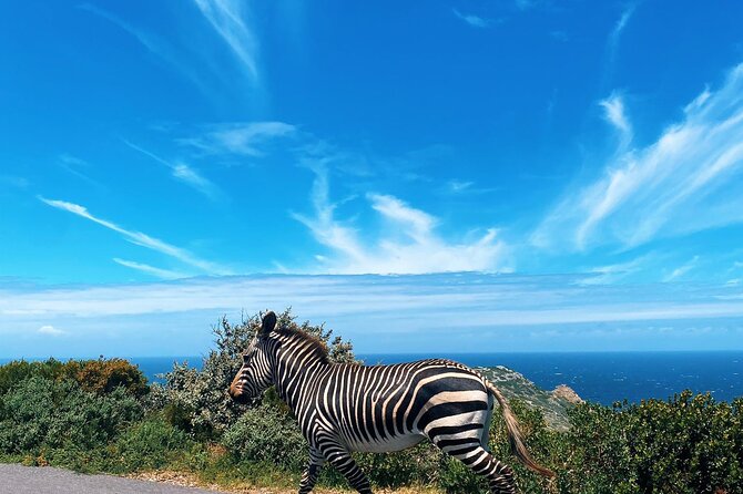 Full Day Cape Peninsula Tour in Private Car - Hout Bay adds boats, seals, and browsing time