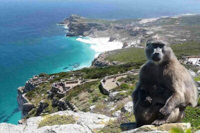 Full Day Cape Peninsula Tour in Private Car