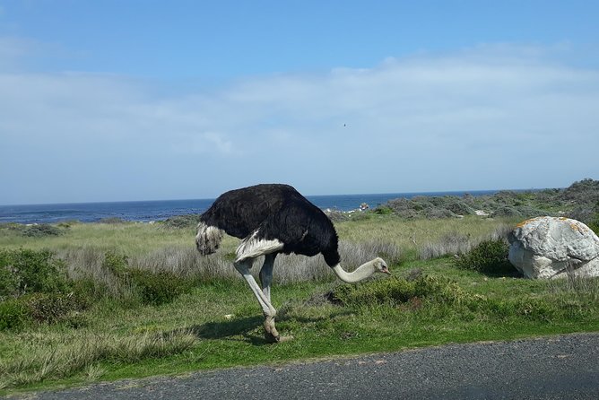 Full Day Cape Peninsula Tour in Private Car - Chapman’s Peak is the drive, not just the viewpoint