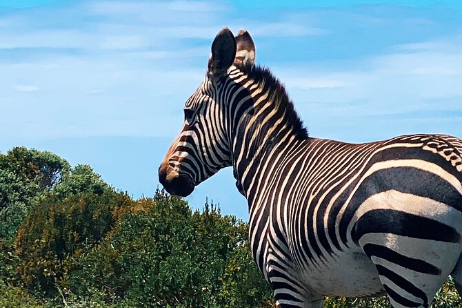 Full Day Cape Peninsula Tour in Private Car - Boulders Beach brings you close to African penguins