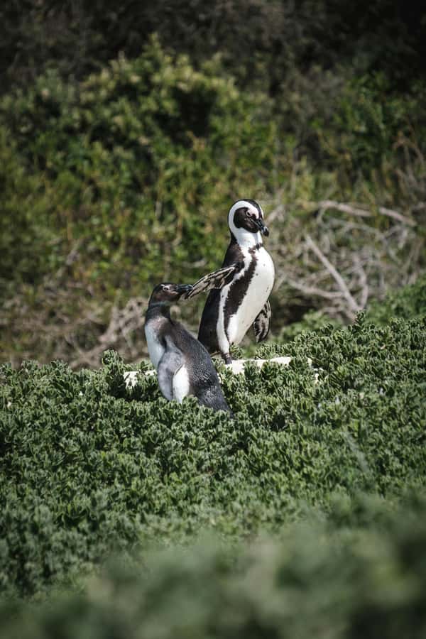 Full day Cape Penisula Tour: Chapman's Peak - Cape Point - Muizenberg and Kalk Bay break up the drive