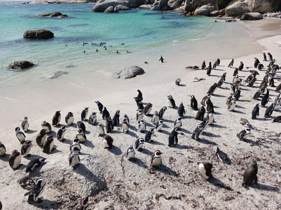 Full Day - Cape Point and Penguins Plus Table Mountain - Why this route works so well in one day
