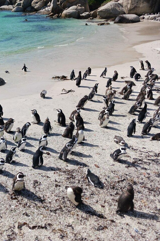Full Day - Cape Point and Penguins Plus Table Mountain - Chapman’s Peak Drive and its photo stops