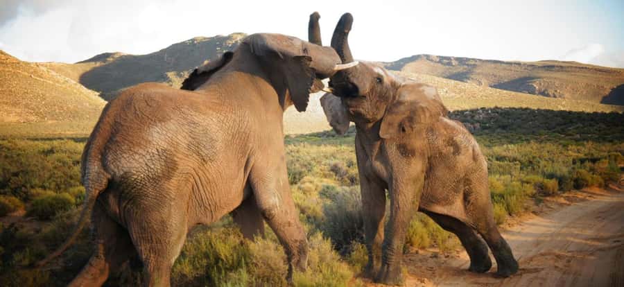 Full Day Cape Town Safari - Key points at a glance