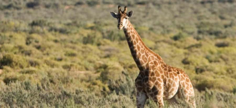 Full Day Cape Town Safari - The two to three hour open 4x4 drive