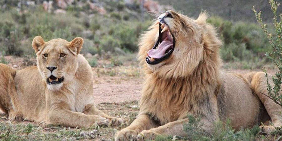 Full Day Cape Town Safari - Clothing and timing advice for the open vehicle