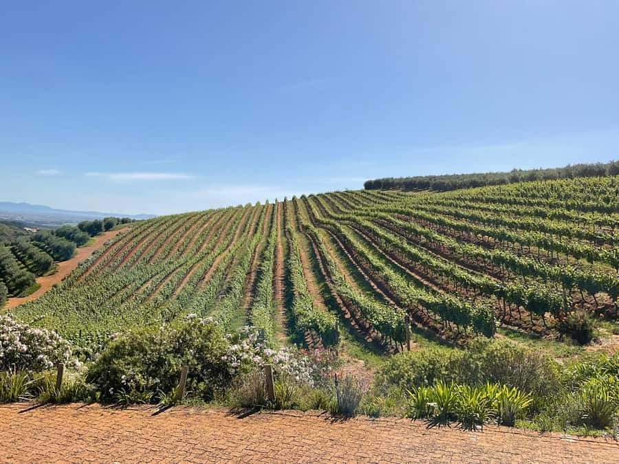 Full Day Cape Winelands Tour: Franschhoek & Stellenbosch - La Bri offers a focused first estate visit