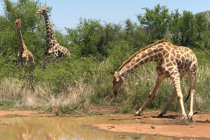 Full Day Exquisite Pilanesberg Safari from Johannesburg - The 5:30 am pickup and long road north