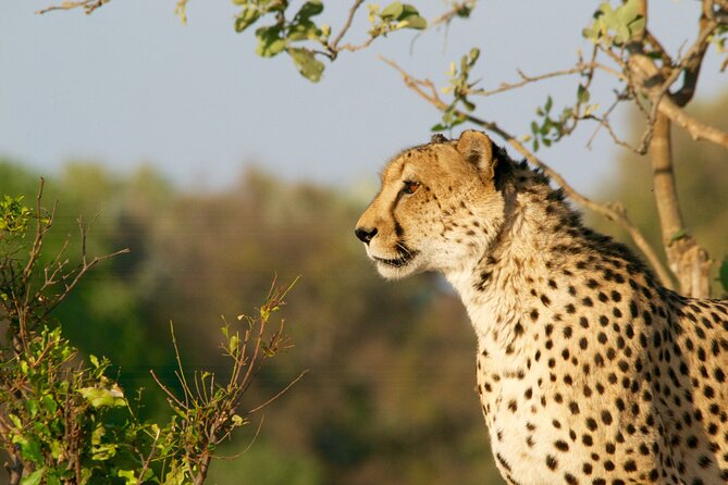 Full Day Exquisite Pilanesberg Safari from Johannesburg - The morning open-vehicle safari