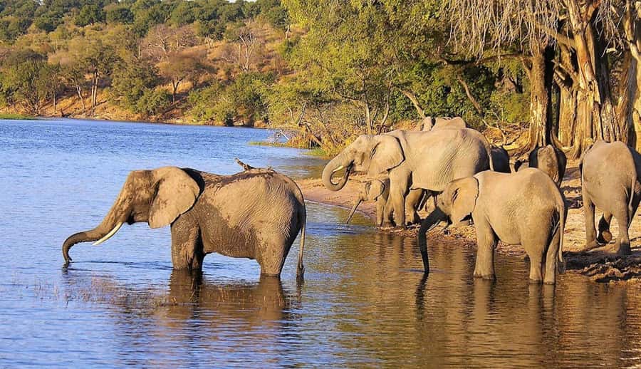 Full Day Hluhluwe Imfolozi Game Reserve Tour from Durban - Should you book this Hluhluwe Imfolozi tour?
