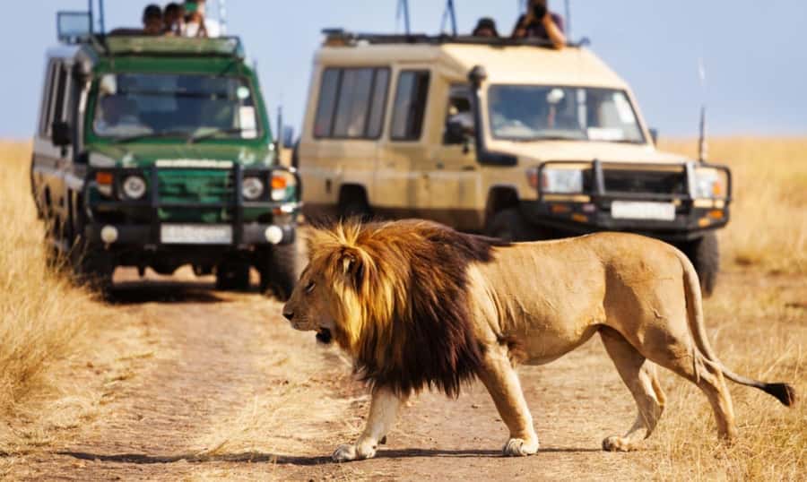 Full Day Hluhluwe Imfolozi Game Reserve Tour from Durban - Why this reserve is worth the long ride from Durban
