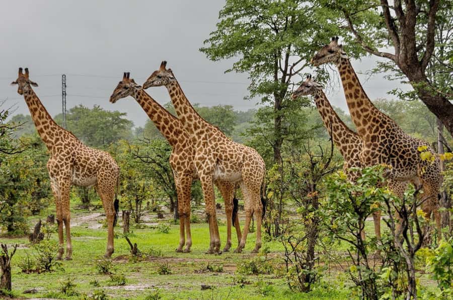 Full Day Hluhluwe Imfolozi Game Reserve Tour from Durban - Switching to a 4x4 inside Hluhluwe Imfolozi