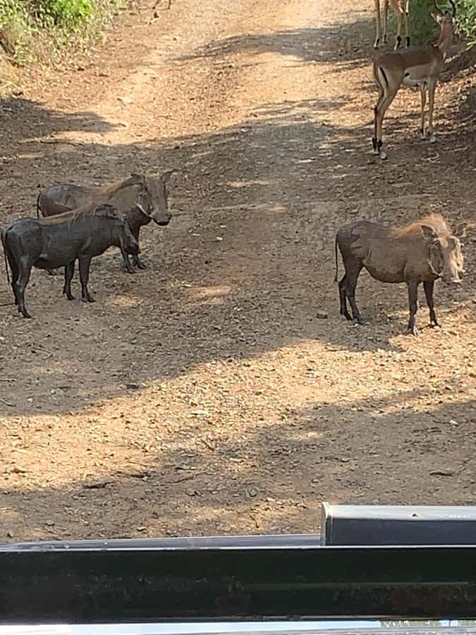 Full Day Hluhluwe Imfolozi Game Reserve Tour from Durban - The guides: Benson and the reserve driver