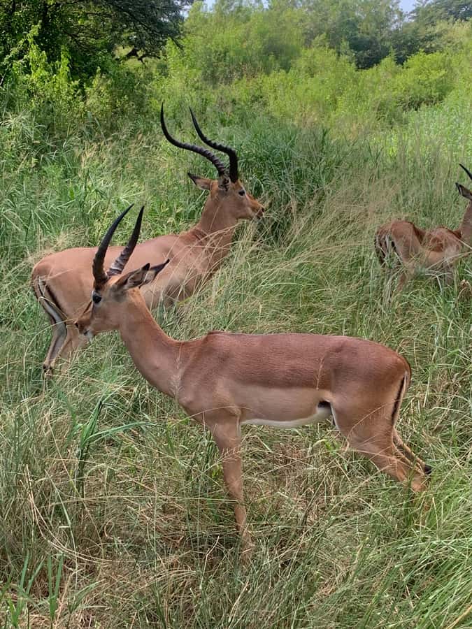 Full Day Hluhluwe Imfolozi Game Reserve Tour from Durban - Who will enjoy this day most