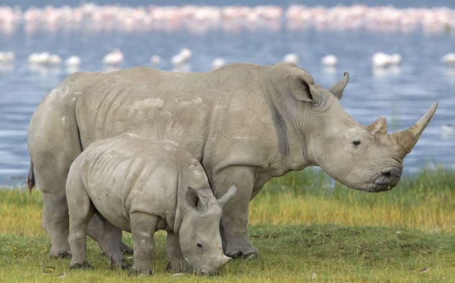Full Day Hluhluwe Imfolozi Game Reserve Tour from Durban - The 6am start and three-hour drive