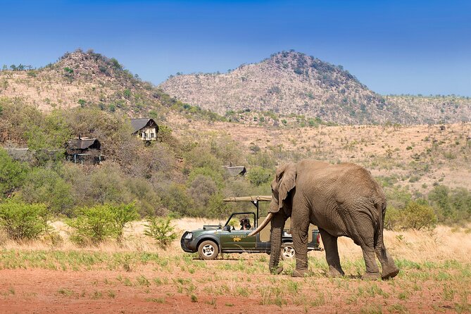 Full Day Pilanesberg Experience in Open Vehicle - The value of $137.74