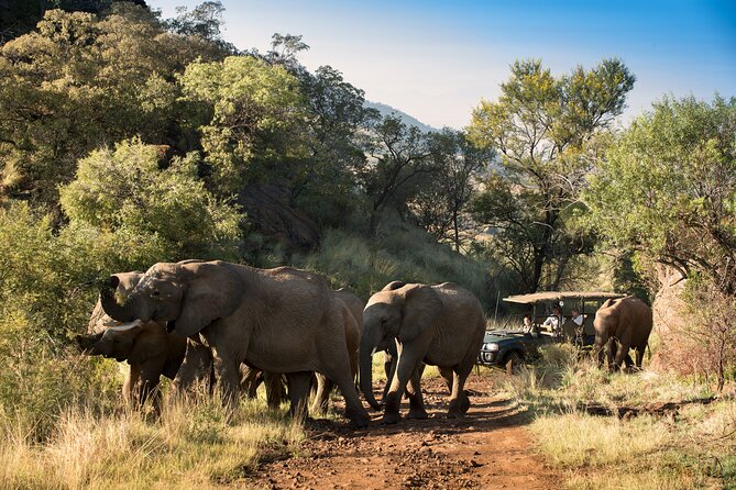 Full Day Pilanesberg Safari Adventure - Guide quality and the small group setup