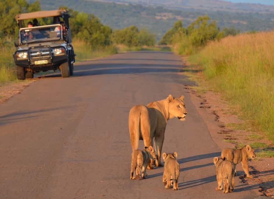 Full-Day Pilanesberg Safari from Sun City - What animal sightings may really look like