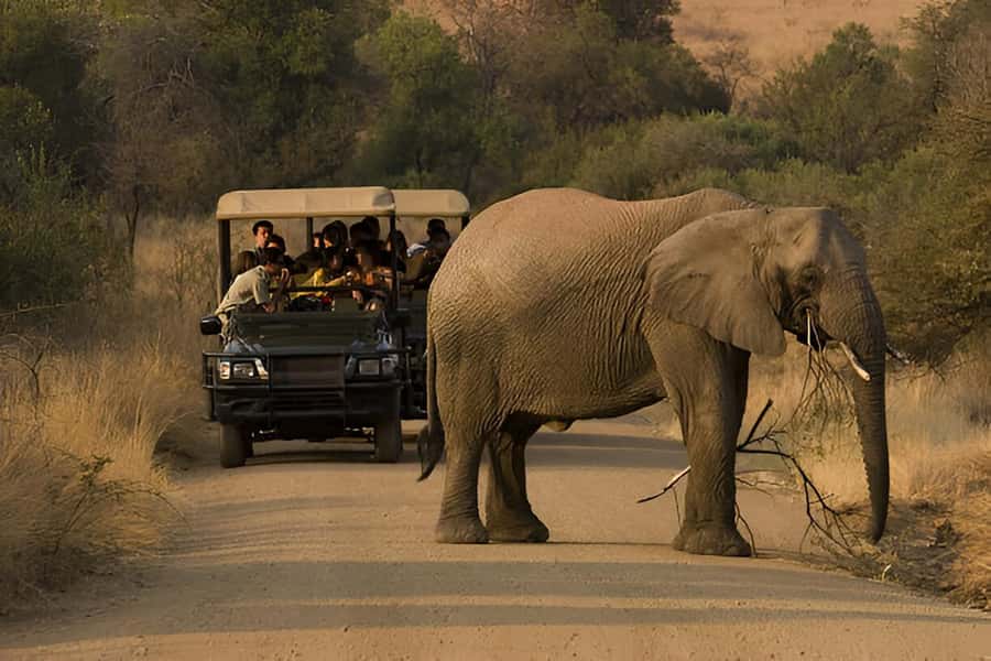 Full-Day Pilanesberg Safari from Sun City - What the $104 price really covers