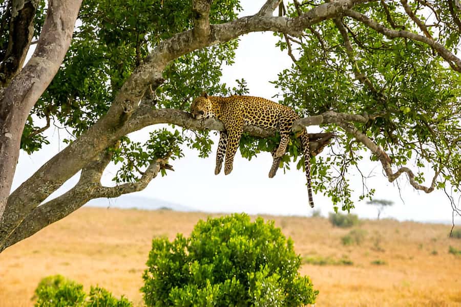 Full-Day Pilanesberg Safari from Sun City - Booking details worth knowing