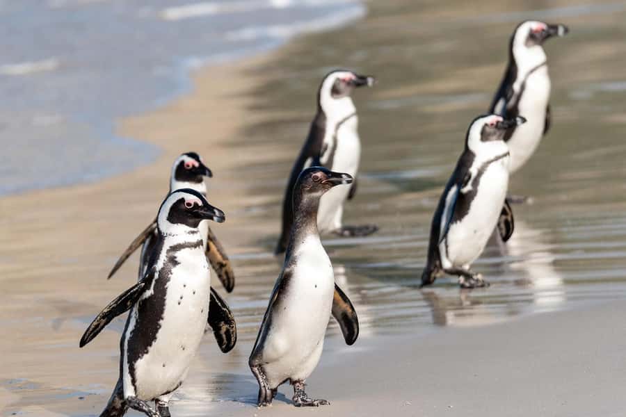 Full-Day Private: Best of the Cape - Boulders Beach and the African penguins
