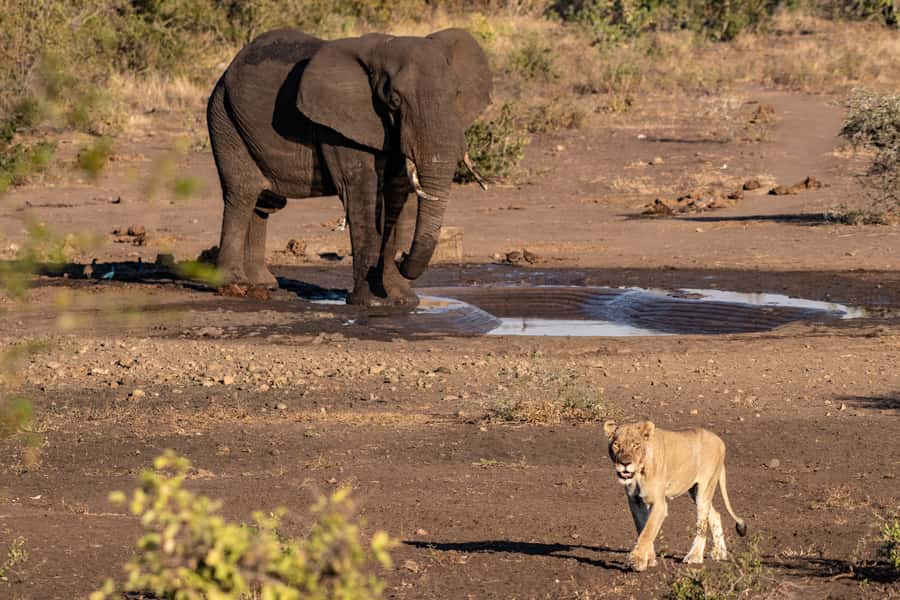 Full-Day Private Big 5 Safari in Kruger National Park - Booking details that matter