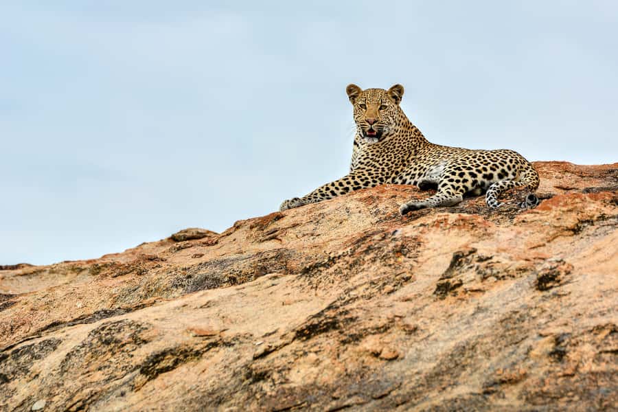 Full-Day Private Big 5 Safari in Kruger National Park - Before sunrise in Hazyview or Skukuza