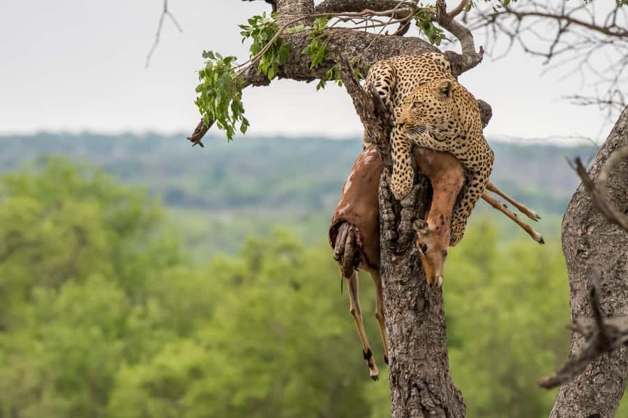 Full-Day Private Big 5 Safari in Kruger National Park - Bush coffee with a wide view