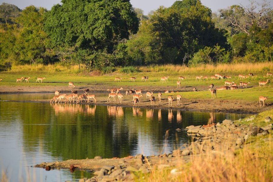 Full-Day Private Big 5 Safari in Kruger National Park - Waterholes and riverbanks after lunch