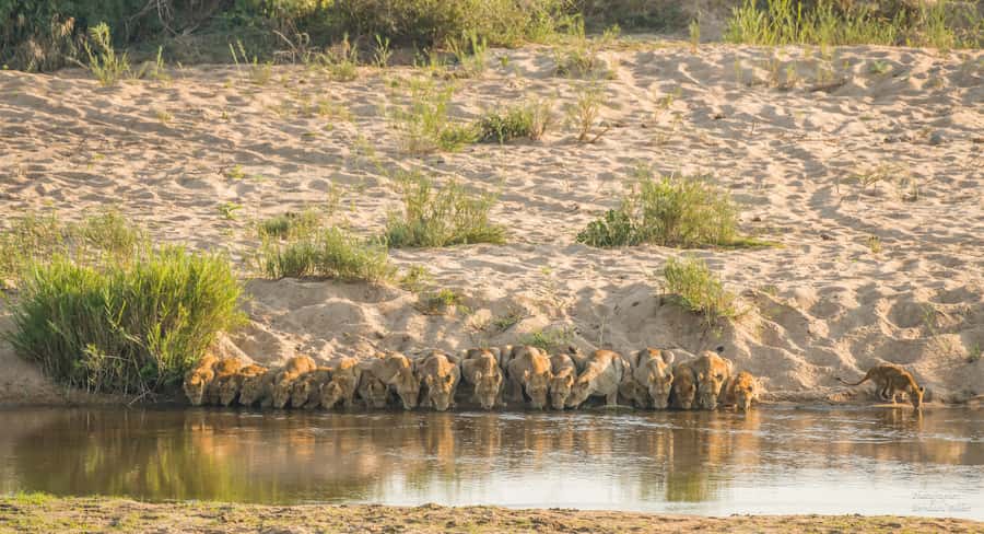 Full-Day Private Big 5 Safari in Kruger National Park - Why a private vehicle changes the experience