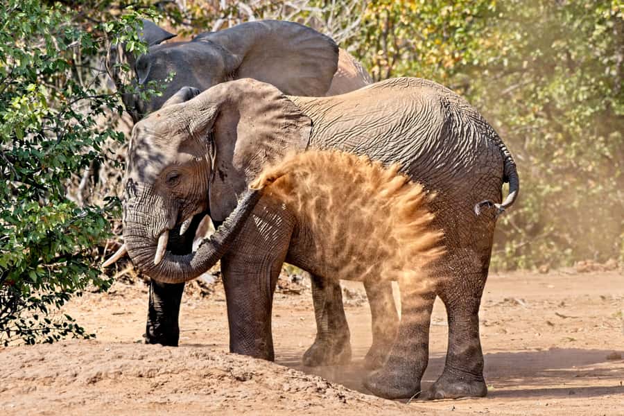 Full-Day Private Big 5 Safari in Kruger National Park - What the guides add to the day