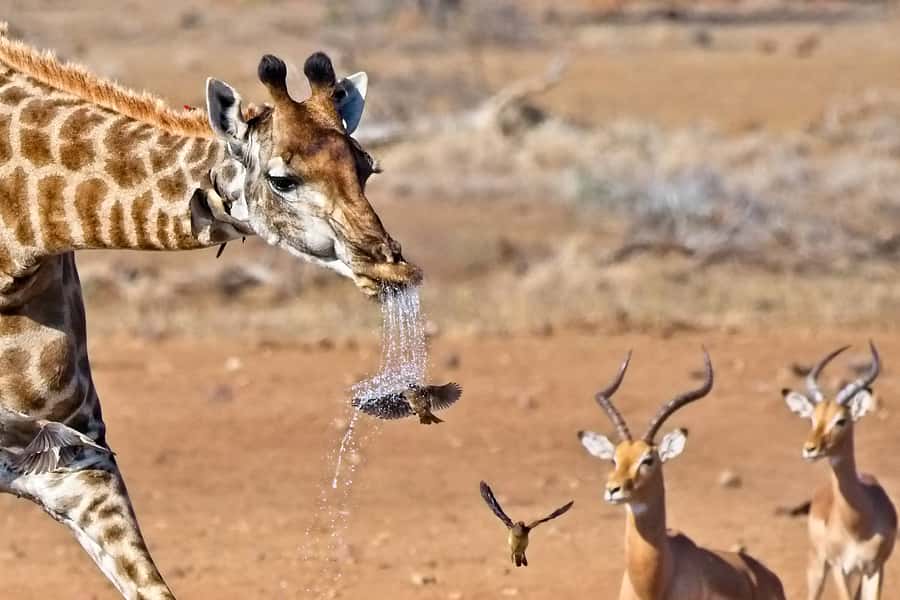 Full-Day Private Big 5 Safari in Kruger National Park - Comfort, age limits, and practical fit