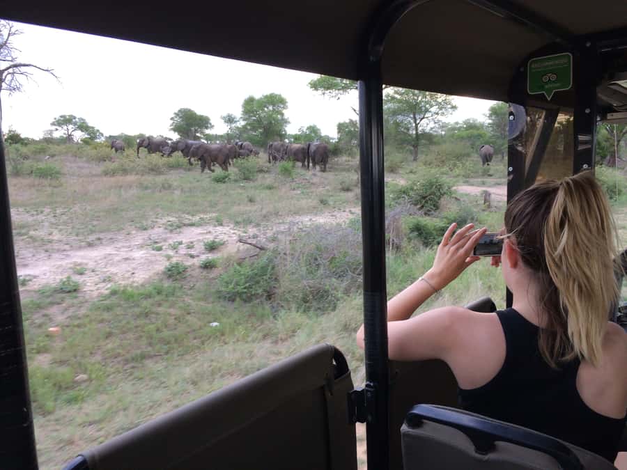 Full-Day Private Big 5 Safari in Kruger National Park - The first game drive and the search for predators
