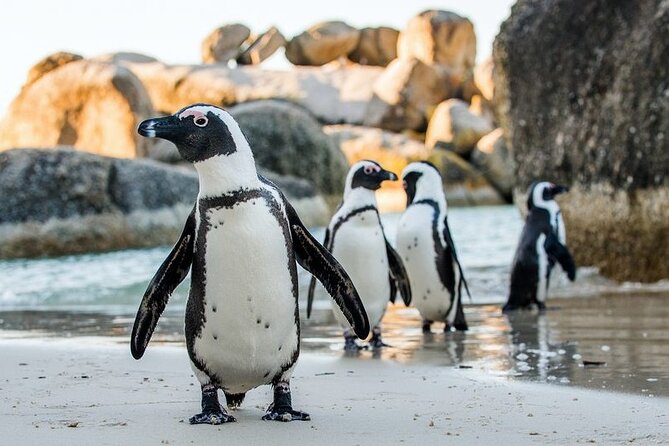 Full Day Private Cape Peninsula and Boulders Beach Tour - Key points to know before booking