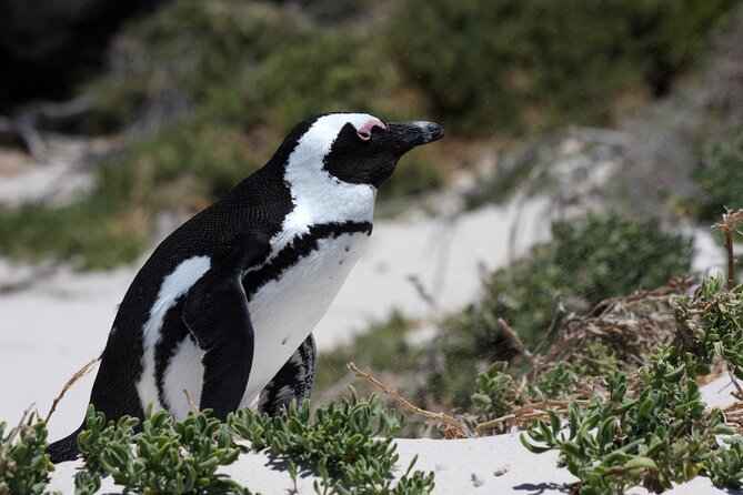 Full Day Private Cape Peninsula and Boulders Beach Tour - Bo-Kaap: color, faith, and Cape Malay culture