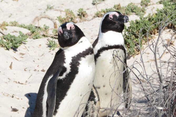 Full Day Private Cape Peninsula and Boulders Beach Tour - Hout Bay and the question of Seal Island
